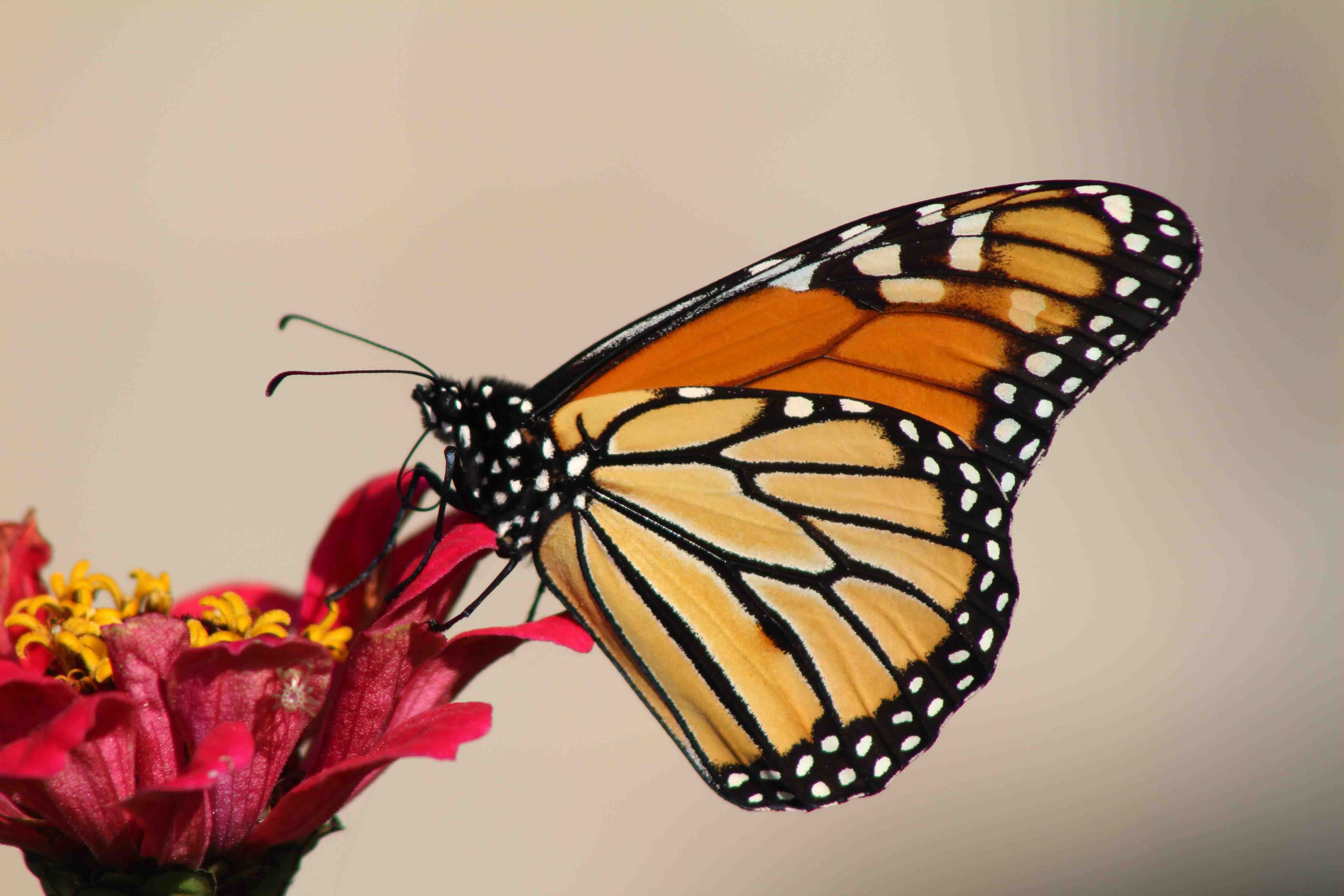 Neon Green Butterfly Spiritual Meaning