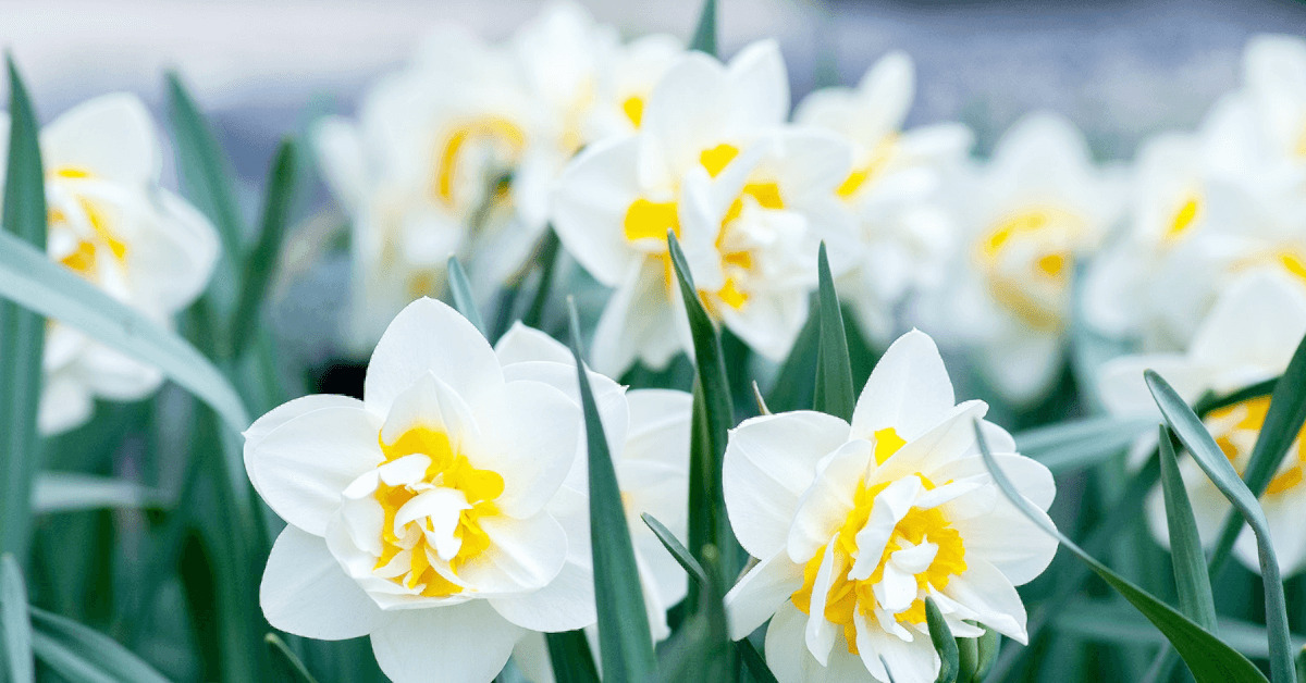 Narcissus Bulb Portfolio Exhibition Mixture Daffodil 50 | SiteOne