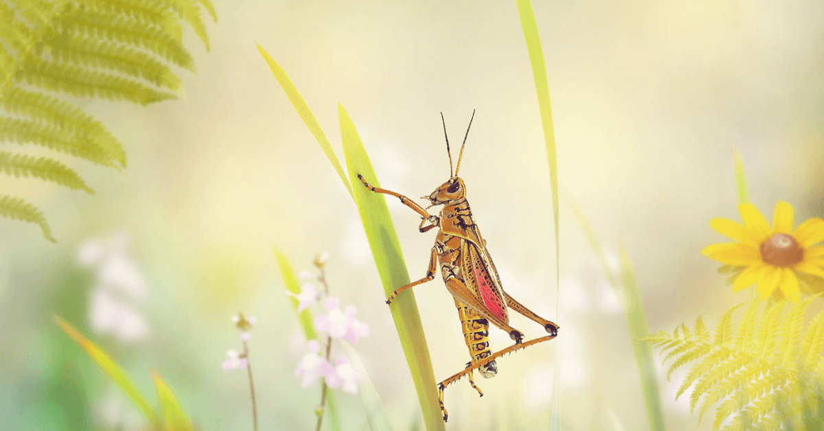 grasshopper-spiritual-meaning-and-symbolism