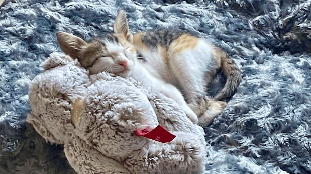 Kitten sleeping with Teddy - Lifeism