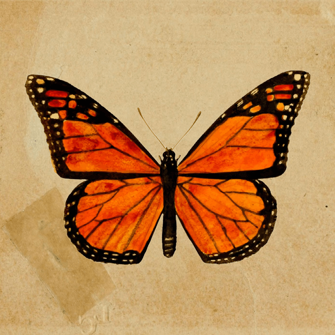 Monarch Butterfly Spiritual Meaning & Symbolism SESO OPEN