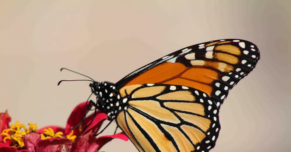 Monarch butterfly-Spiritual Meaning and symbolism-Lifeism