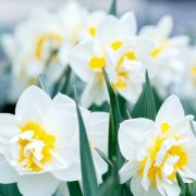  Finding Your Daffodils 1
