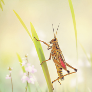  Grasshopper