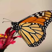  Monarch butterfly-Spiritual Meaning and symbolism-Lifeism